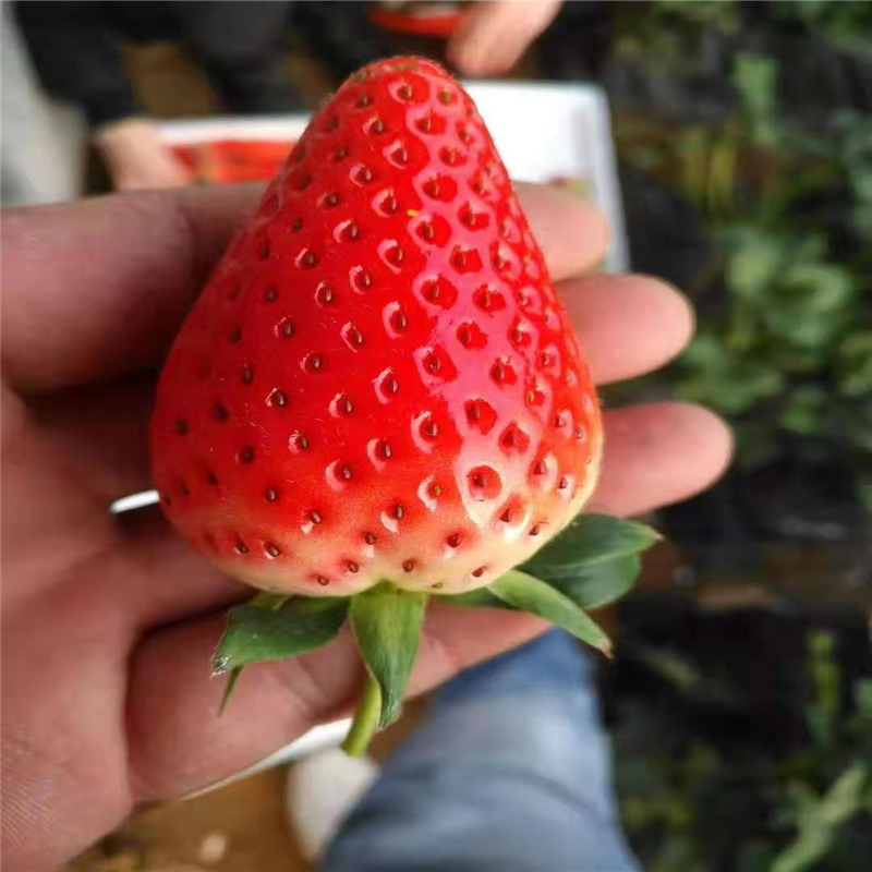 品种纯正签订合同草莓苗价格 大果型草莓品种选择 华辰园艺场大量供应甜查理草莓苗5
