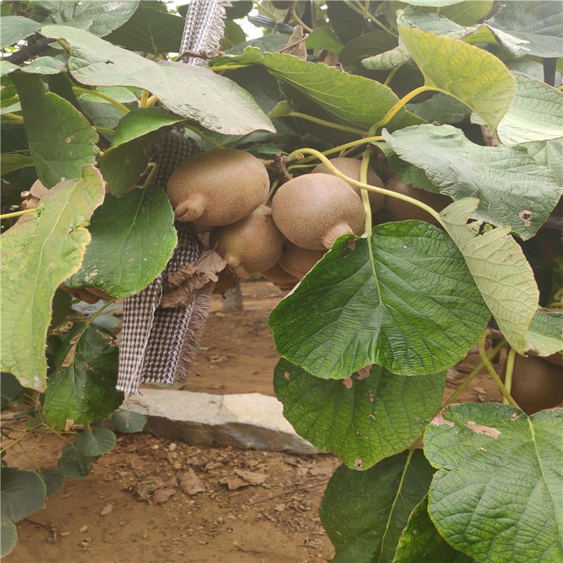 华辰园艺场猕猴桃苗红心猕猴桃当年结果 供应大量果树苗成活率高