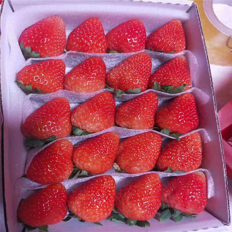 品种纯正签订合同草莓苗价格 大果型草莓品种选择 华辰园艺场大量供应甜查理草莓苗
