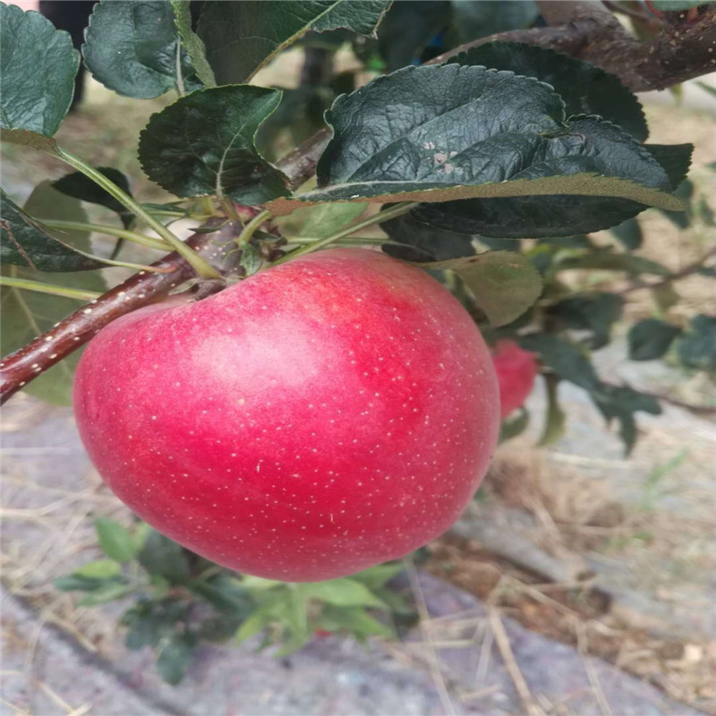 山东华辰园艺场新品种苹果树苗价格 开发果树苗2公分新品种苹果树苗2