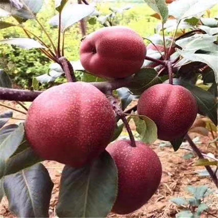 早酥红梨树苗 出售优质全红梨树苗 根系发达易成活梨苗 高产梨苗