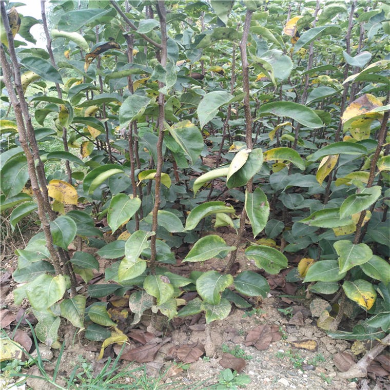 采摘新品种梨树苗大量批发 占地用梨树品种 适合云南种植的梨树苗