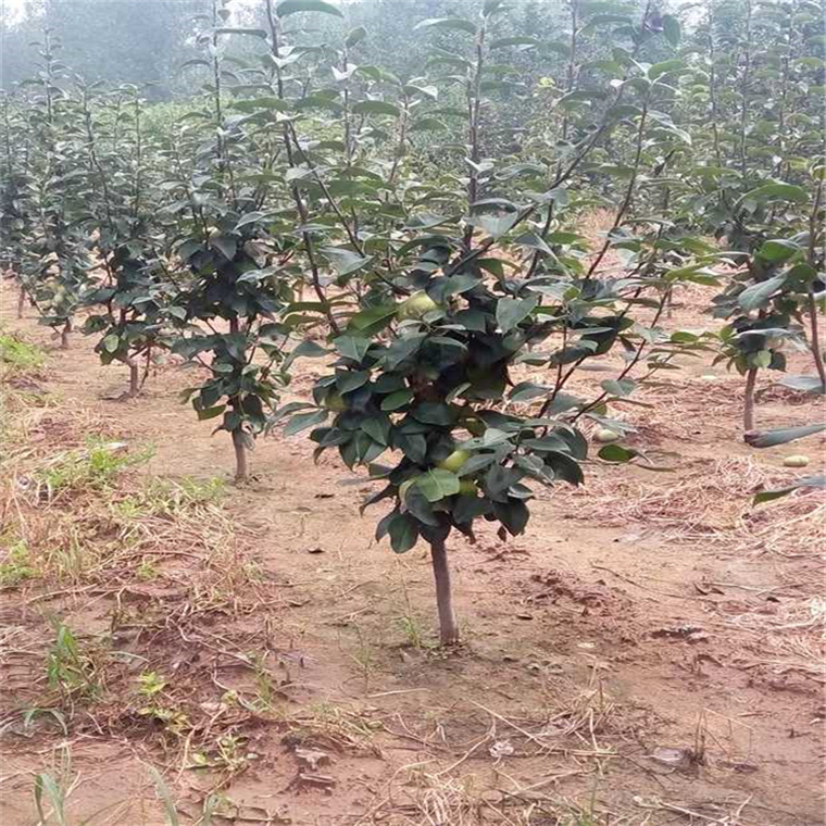 秋月梨树苗 早酥红梨苗 产量高丰产性强 优质品种梨树苗 黄金梨苗2