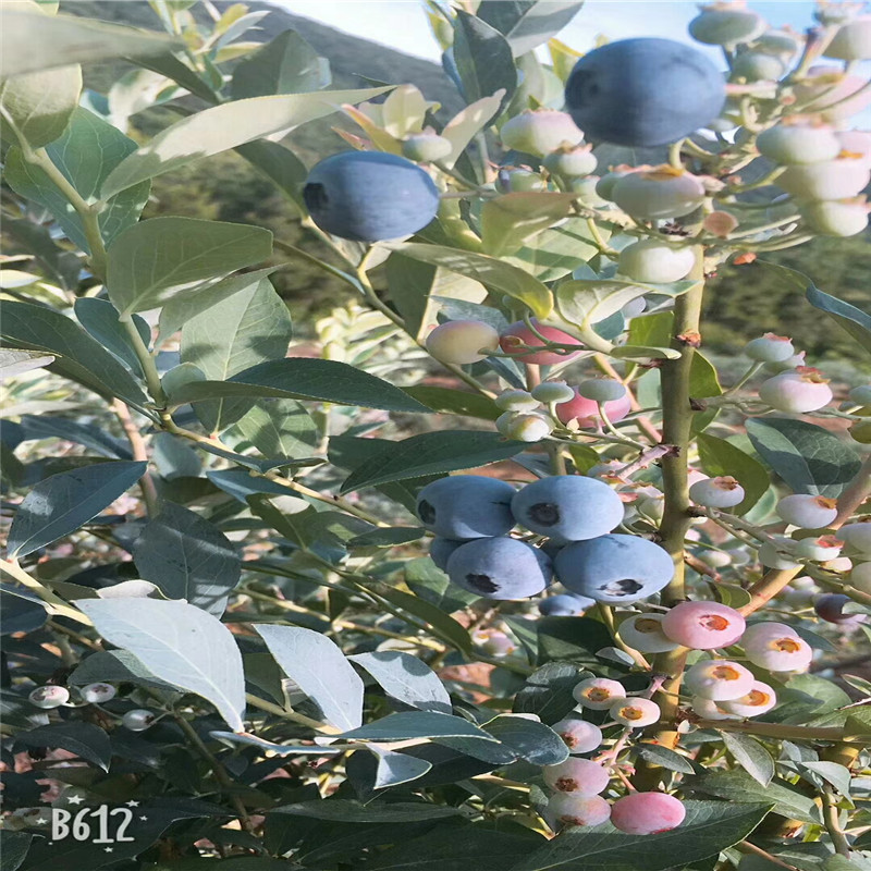 华辰园艺场三年生蓝莓苗 园林果树 一年生智利杜克蓝莓苗价格3