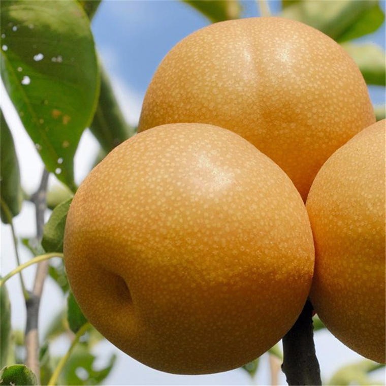 秋月梨树苗 早酥红梨苗 产量高丰产性强 优质品种梨树苗 黄金梨苗6