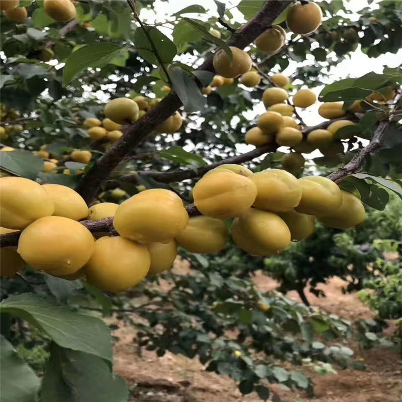 量大价优 华辰园艺场各种规格早熟杏树苗现货出售 果树