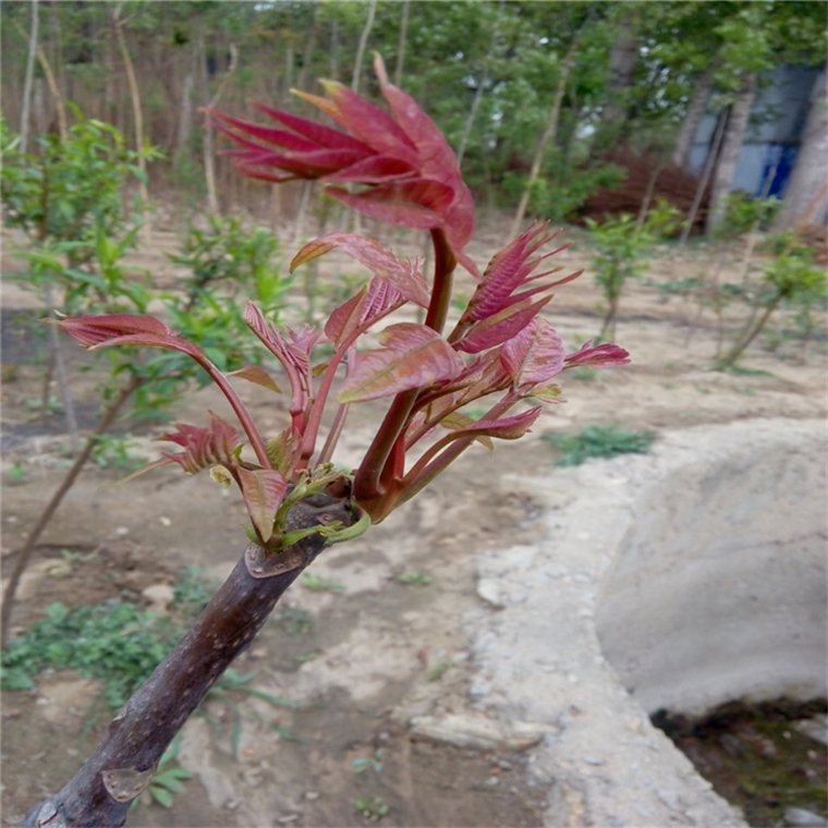 适合安徽栽植的高产红油香椿树苗 可食香椿苗 保证苗木质量现挖现卖 产量高颜色正1