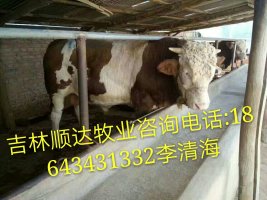 动物种苗 吉林小母牛价格2