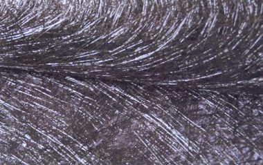 玄武岩纤维短切原丝毡 特种建材