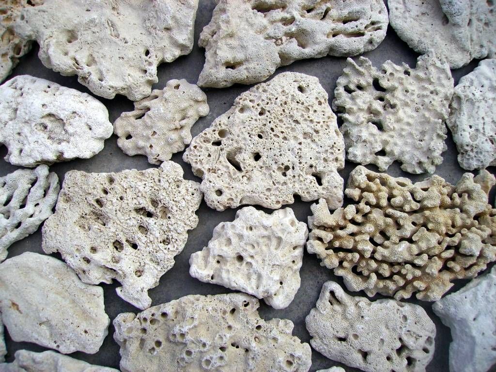 石材 天然珊瑚石