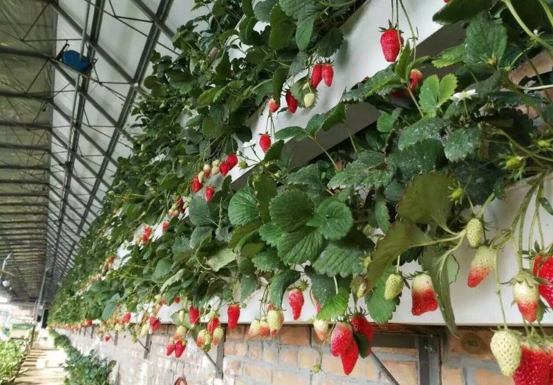 承德华耀温室悬挂式HA-76草莓种植槽 园艺工具