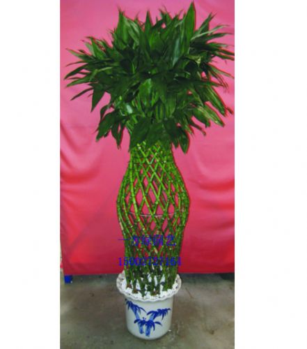 园艺工具 花卉植物富贵竹1
