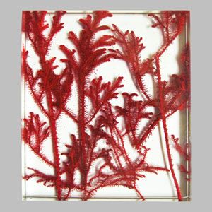 植物夹胶玻璃 艺术玻璃zw-050 活动房1
